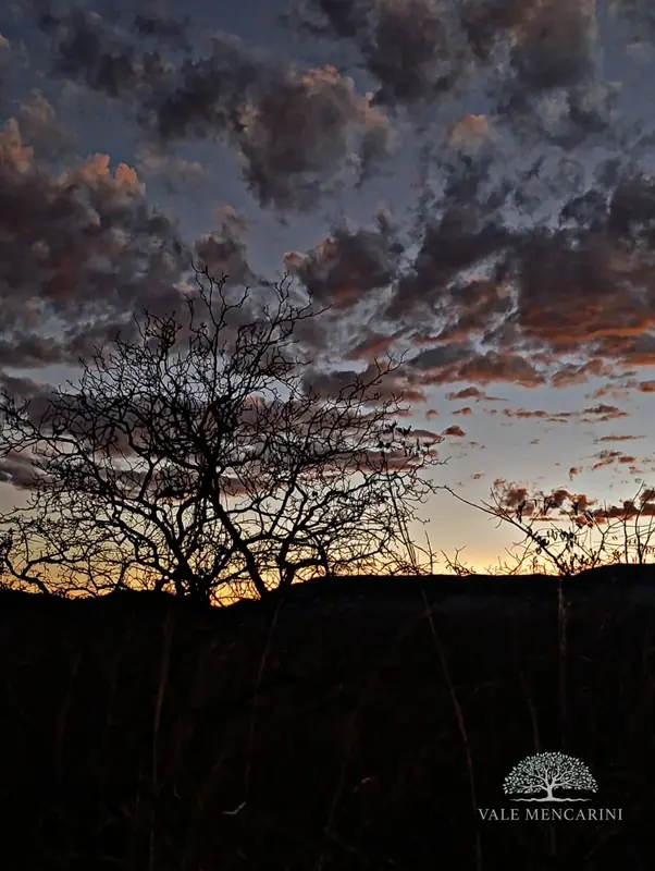 Silhueta de árvores centenárias e refúgio no Cerrado ao entardecer no Vale Mencarini