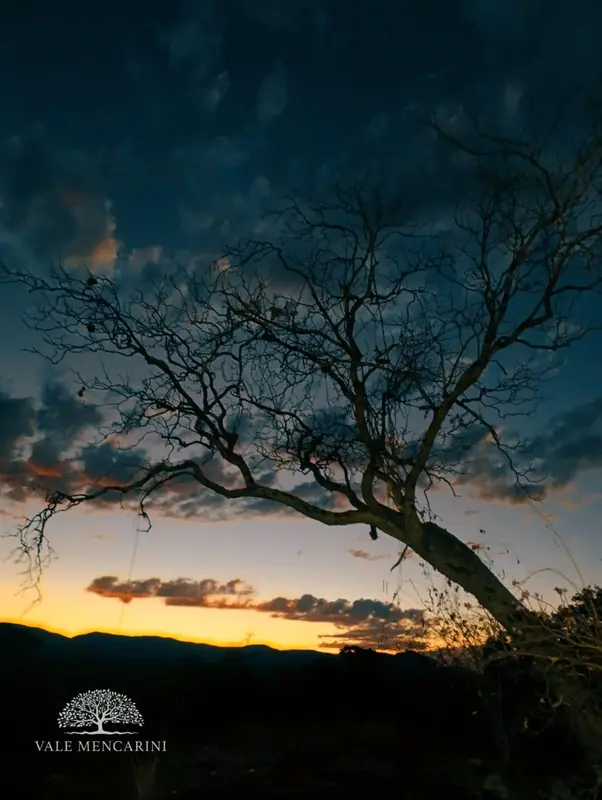 Árvore centenária do Cerrado sob céu crepuscular em chácara na Chapada dos Veadeiros