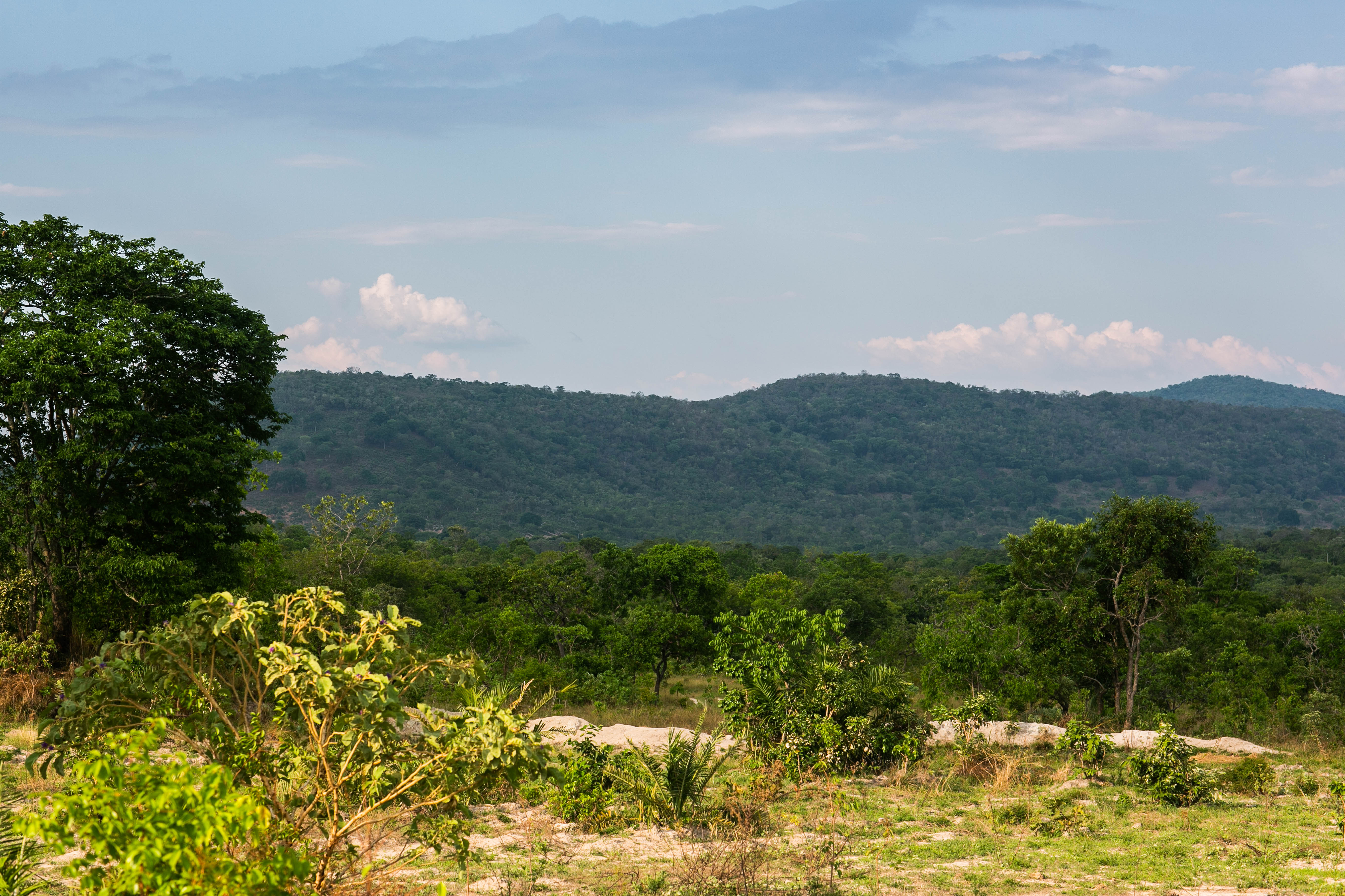 Cerrado Preservado